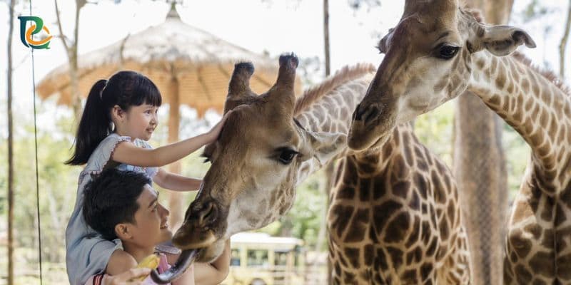 Kids are feeding giraffe in Phu Quoc Safari