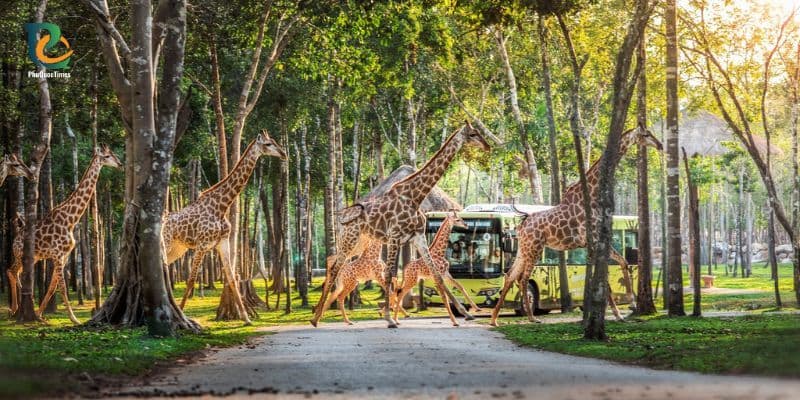 A herd of giraffe walking in Vinpearl Safari Phu Quoc