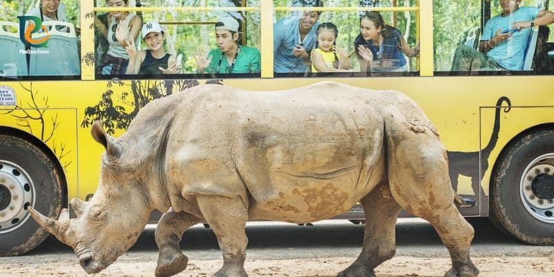 Rhinoceros walking beside a safari bus at Vinpearl Safari