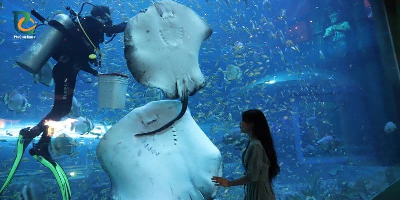 Diver feeding stingrays inside an aquarium
