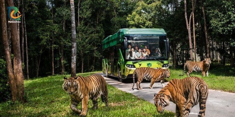 Visitor bus and tigers in Safari Phu Quoc