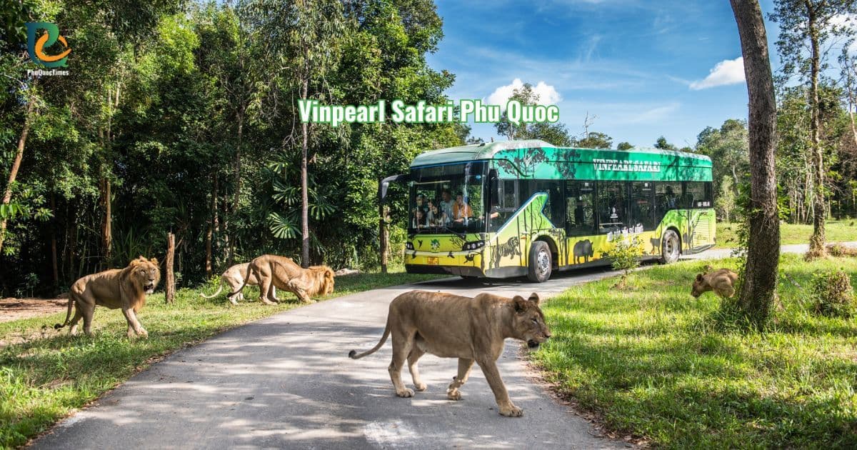 Xe buýt tham quan và đàn sư tử tại Vinpearl Safari Phú Quốc