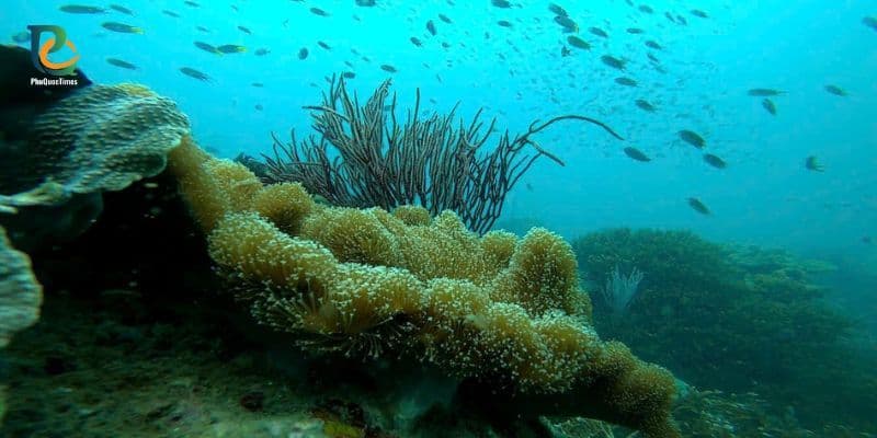 Coral reef and fish underwater in Phu Quoc during a sea walker experience