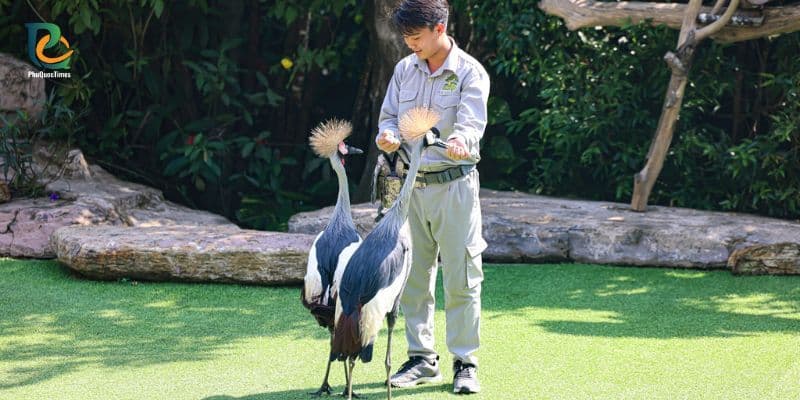 Trainer interacting with crowned cranes during an animal show at Phu Quoc Safari