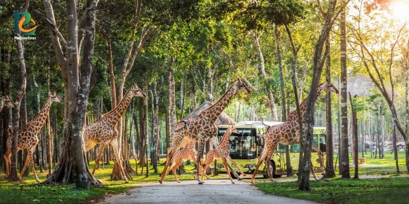 Giraffes walking across the road at Vinpearl Safari